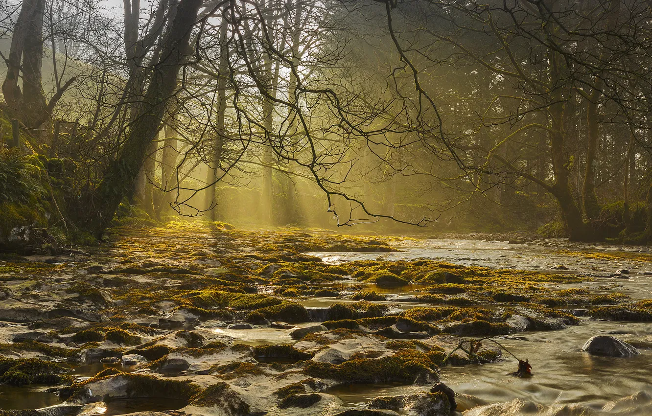 Photo wallpaper forest, light, trees, fog, river, stream, stones, stream