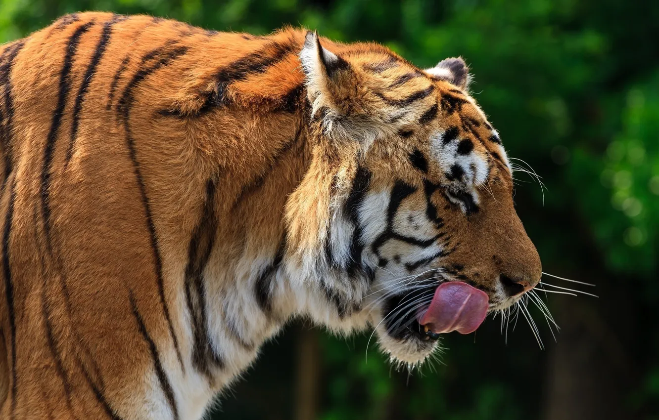 Photo wallpaper language, face, tiger, predator, profile, wild cat