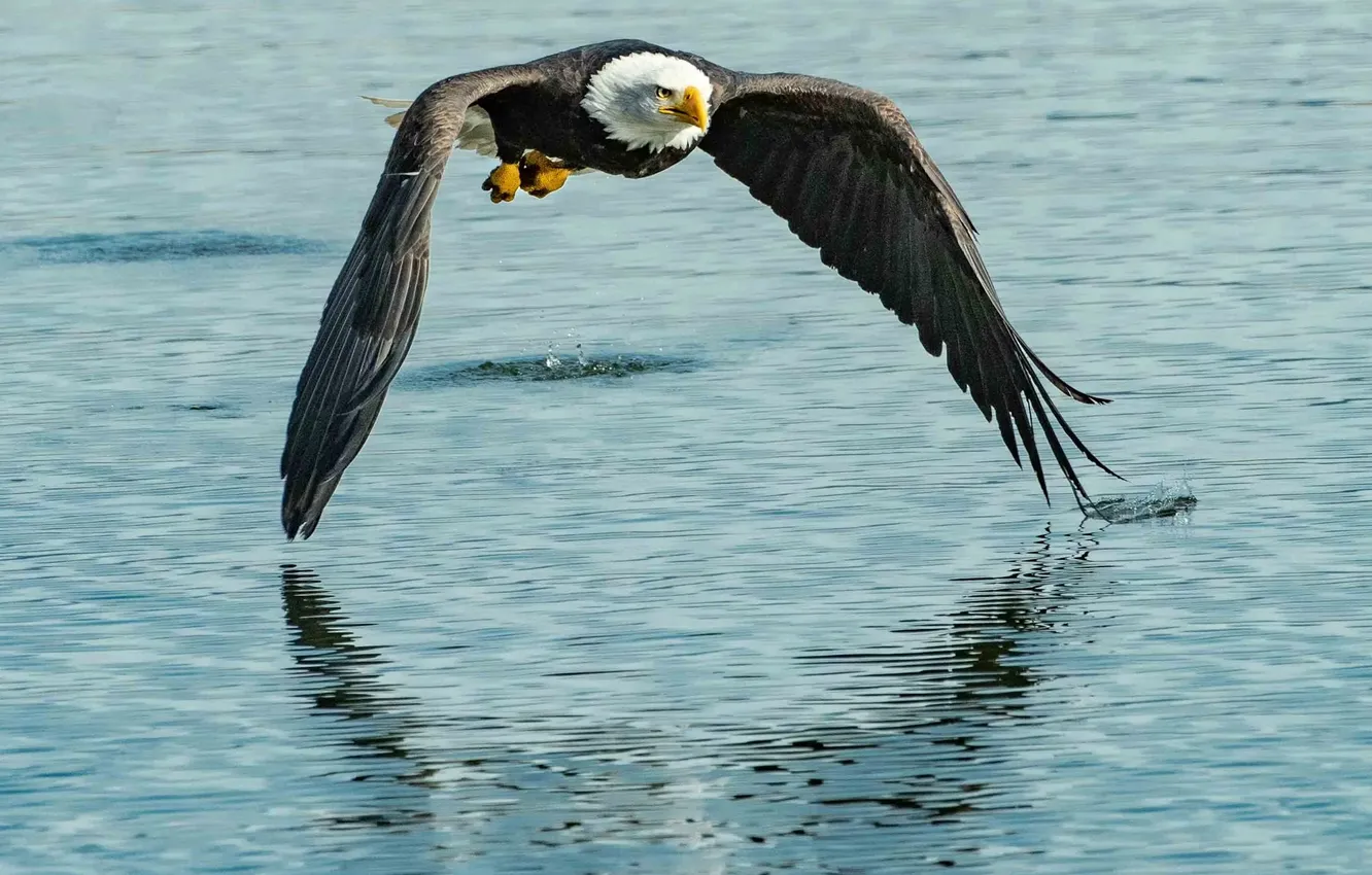 Photo wallpaper big, bird, American, Bold eagle