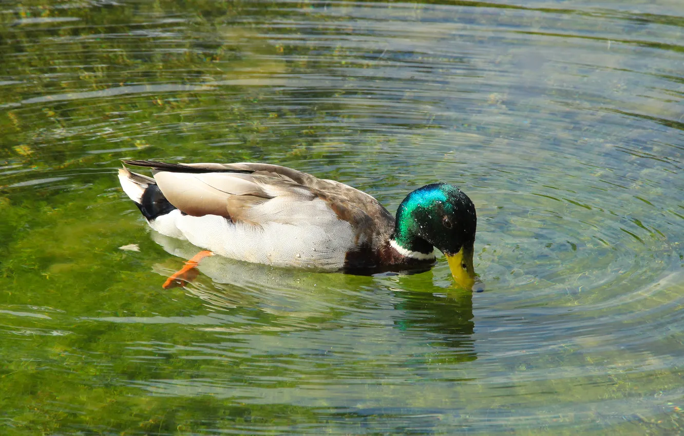 Photo wallpaper bird, duck, swim