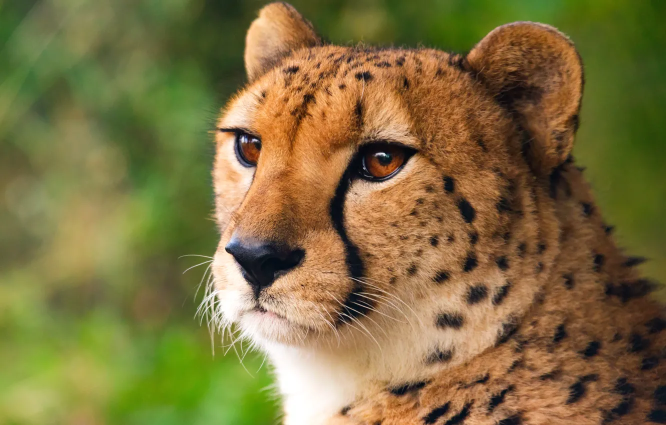 Photo wallpaper cat, eyes, wool, Cheetah