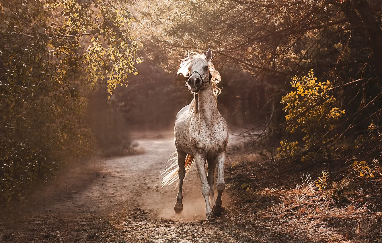 Photo wallpaper road, forest, horse