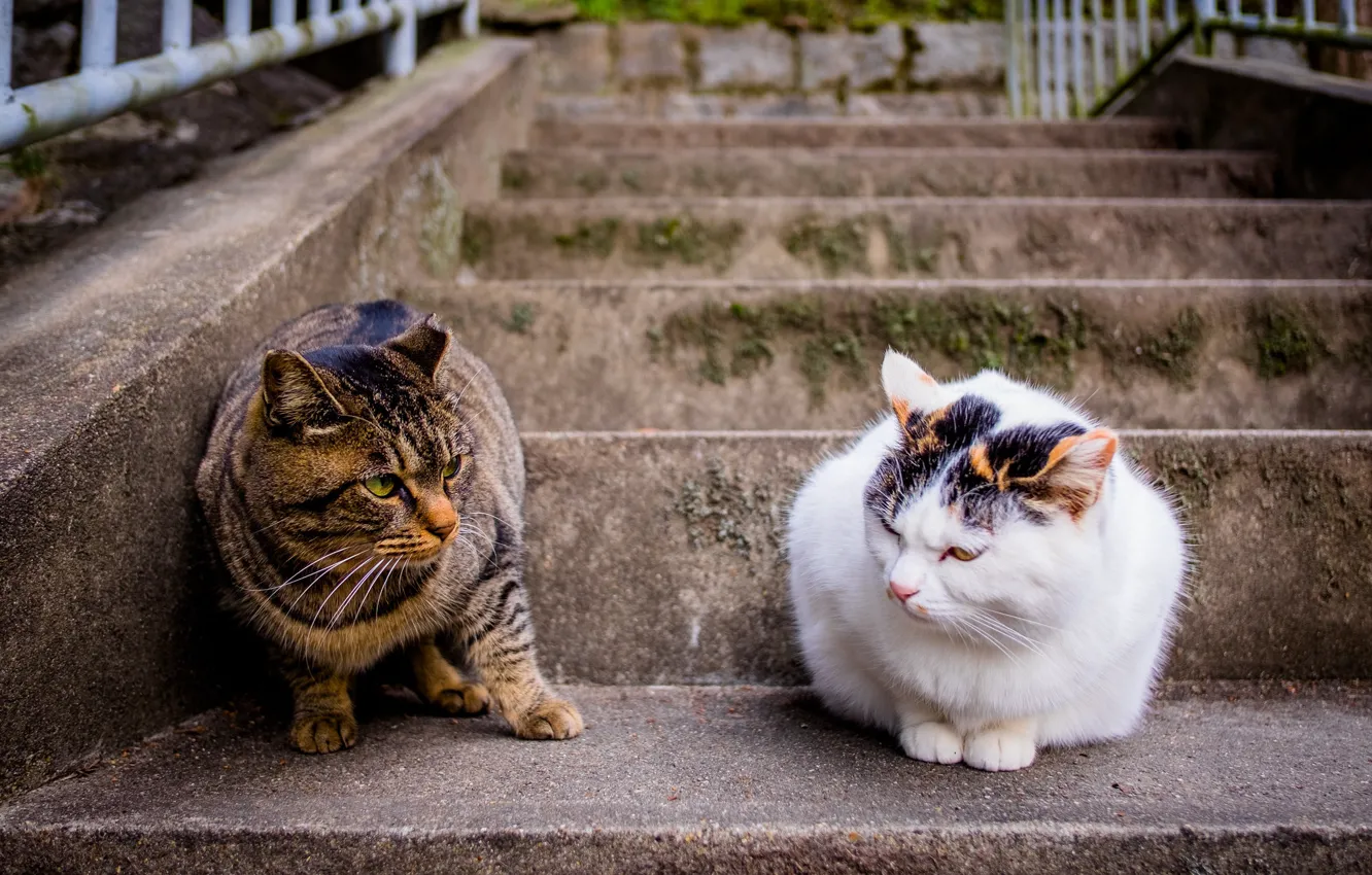 Photo wallpaper cat, pair, steps