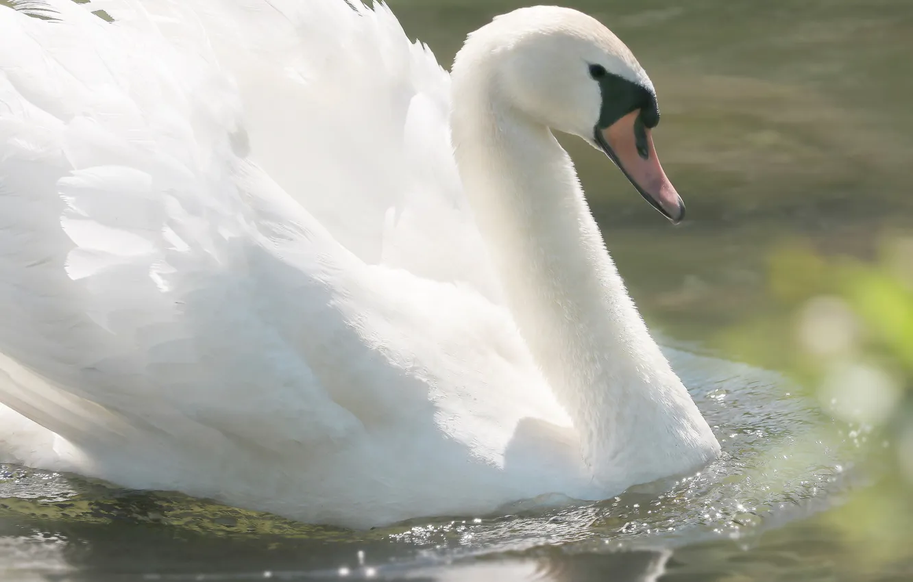 Photo wallpaper bird, wings, swans, pond