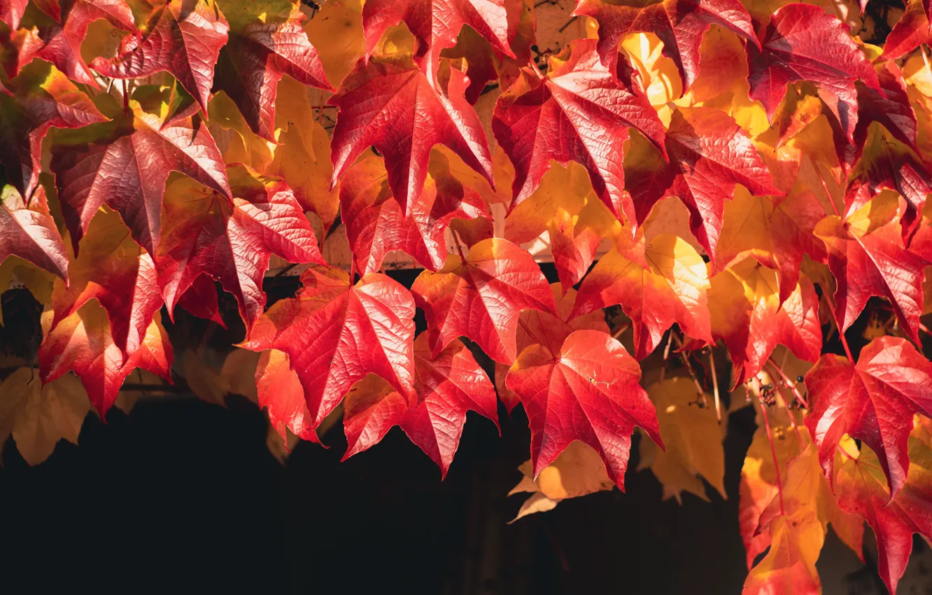 Photo wallpaper autumn, leaves, light, branches, the dark background, foliage, bright, garden