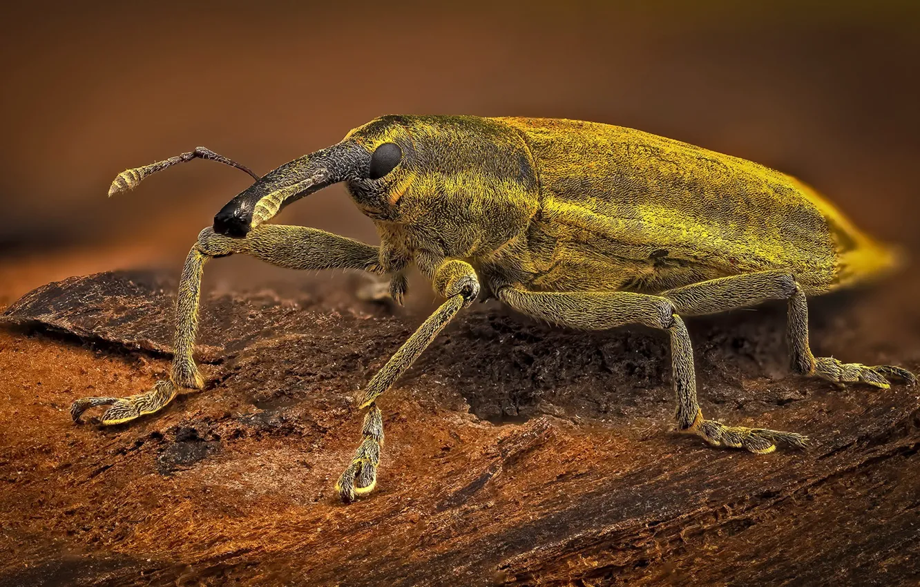 Photo wallpaper nature, insect, Lexus rainbow