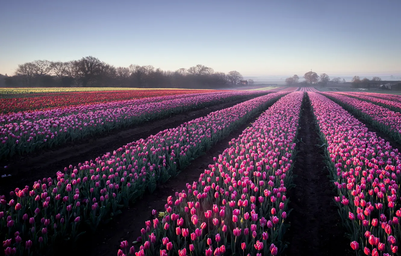 Photo wallpaper field, flowers, tulips