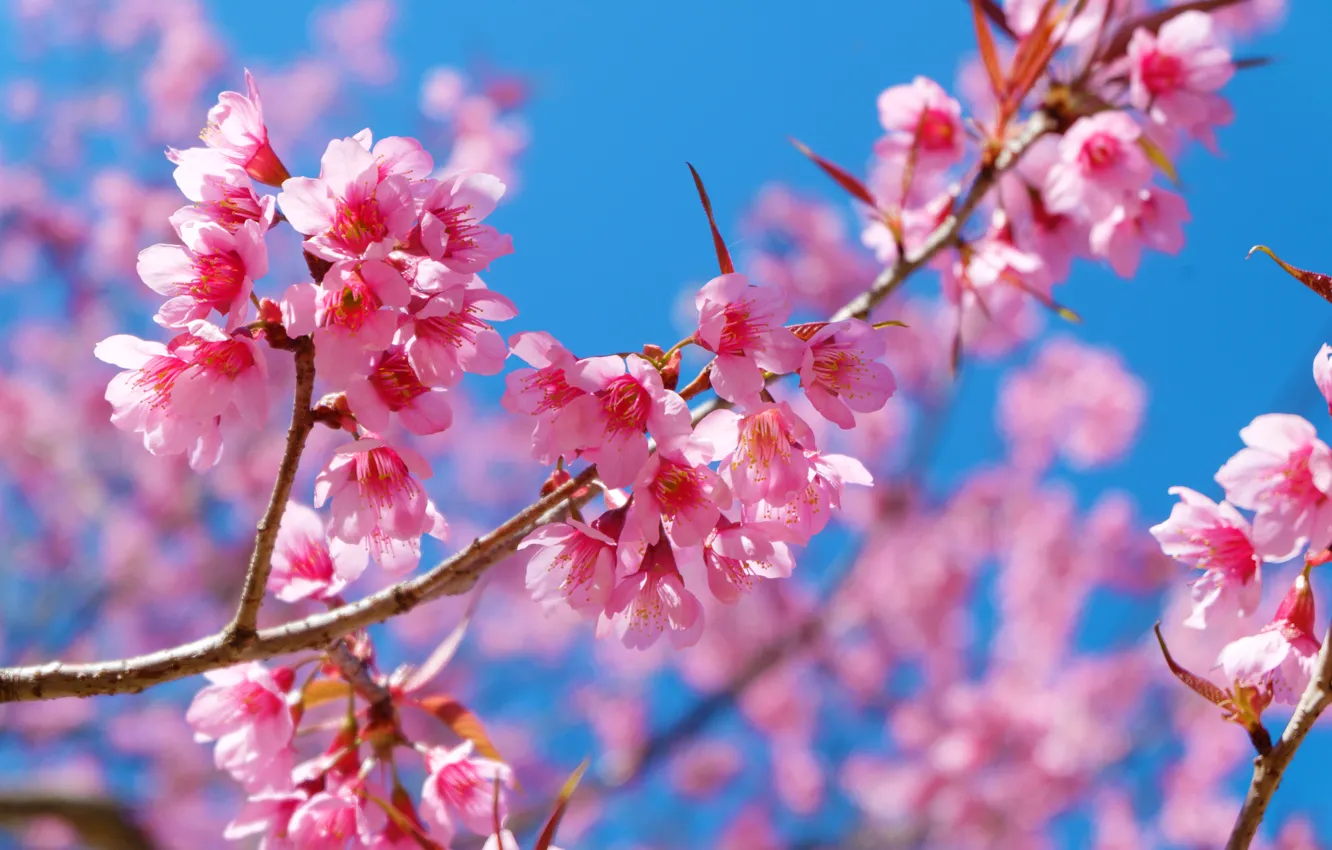Photo wallpaper trees, nature, spring, Sakura, flowering