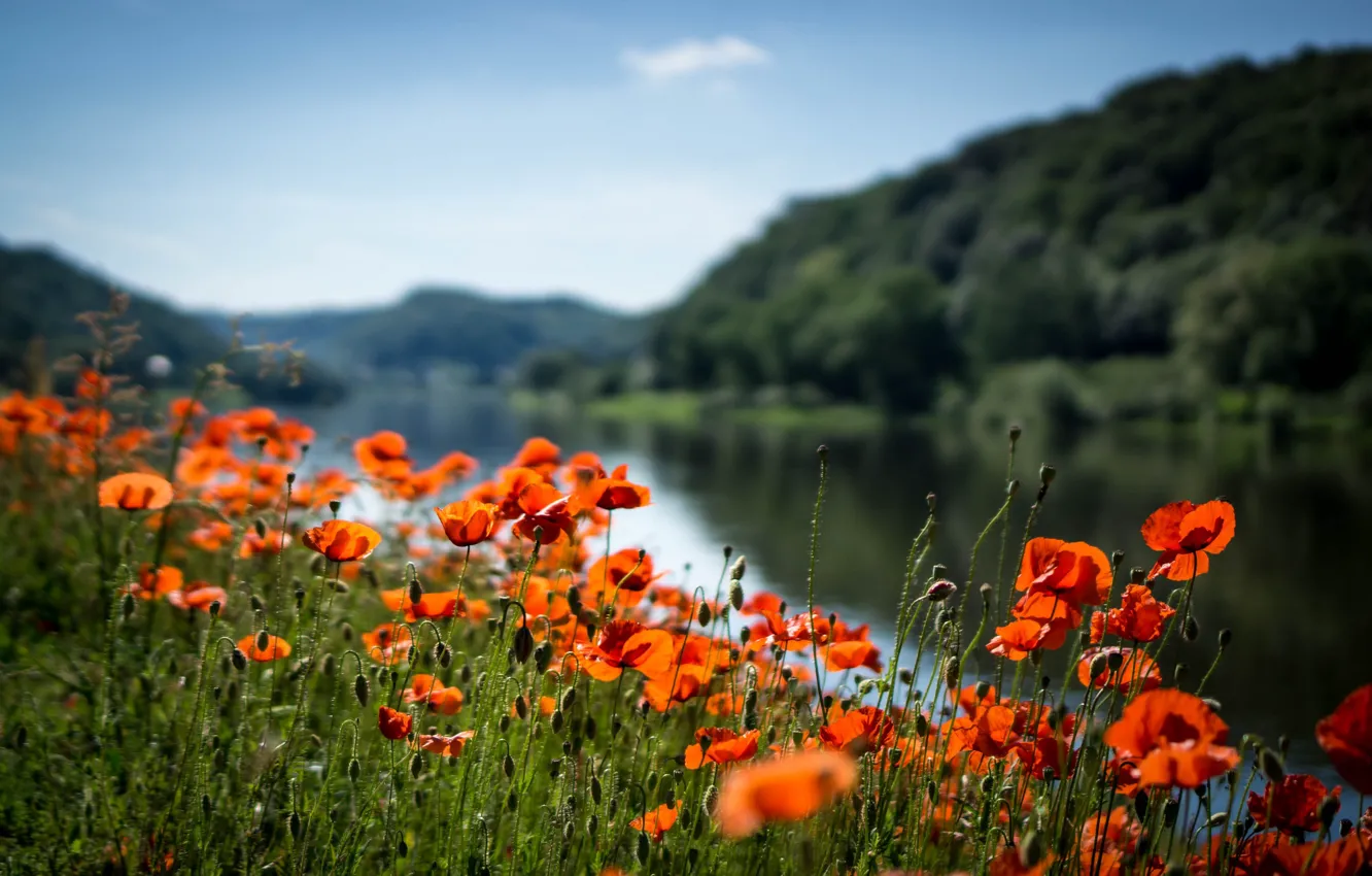 Photo wallpaper summer, river, Maki