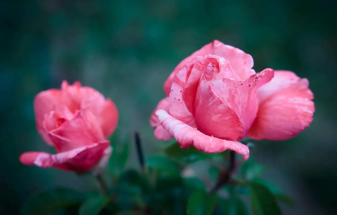 Photo wallpaper roses, pink, buds