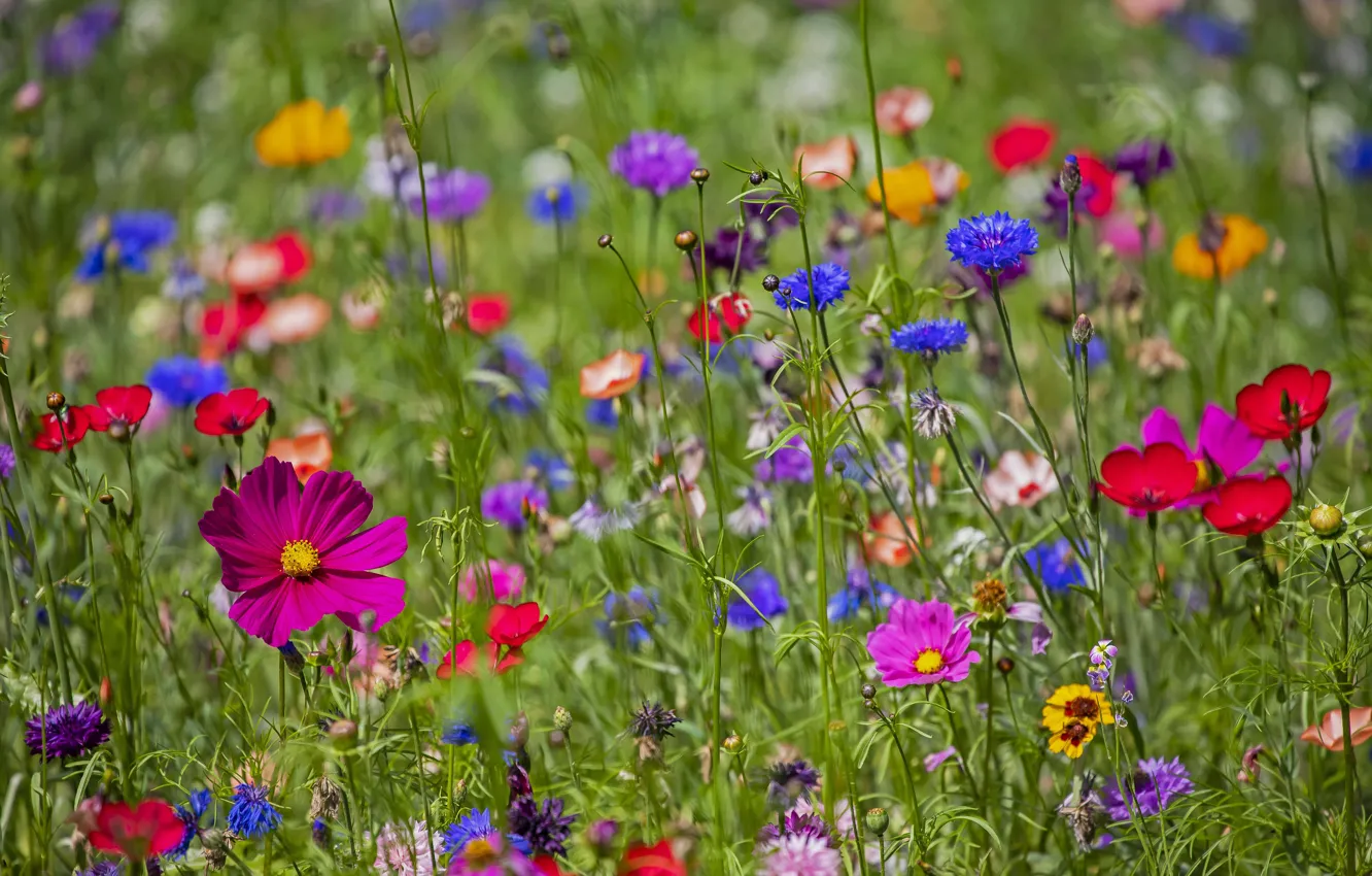Photo wallpaper field, summer, garden, meadow