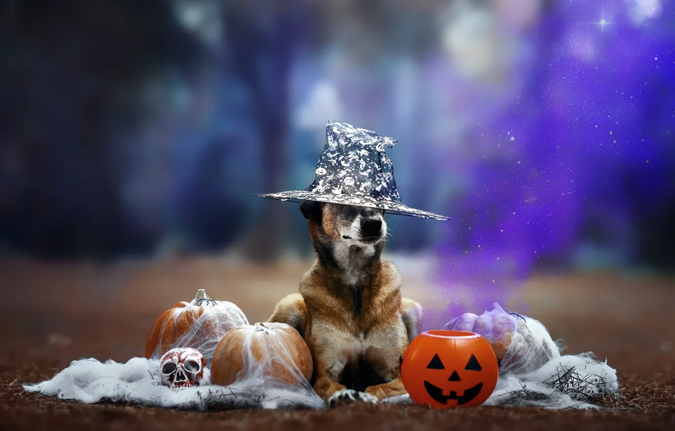 Photo wallpaper autumn, forest, look, nature, magic, glade, skull, dog