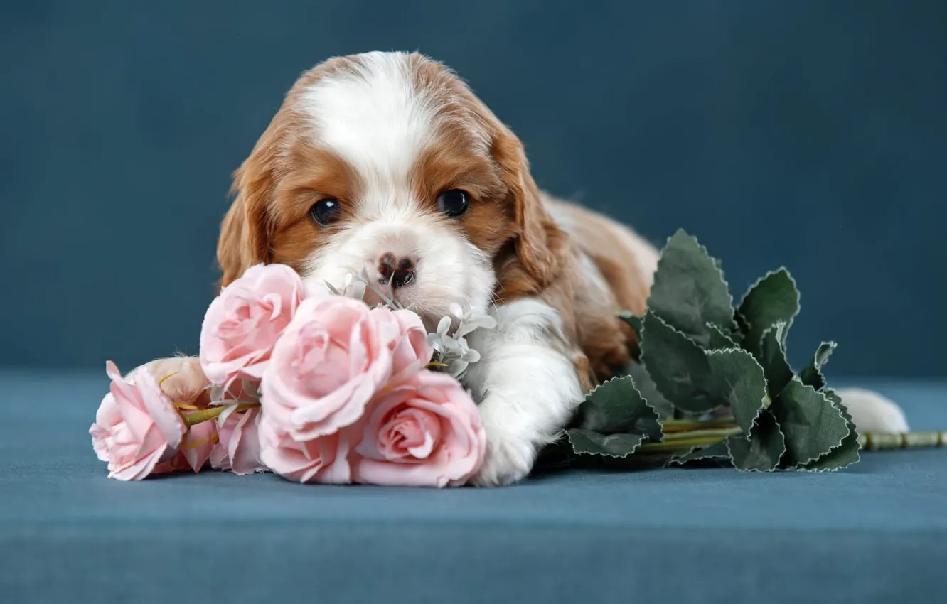 Photo wallpaper flowers, background, roses, dog, muzzle, puppy, Cavalier-king-Charles-Spaniel, Svetlana Pisareva