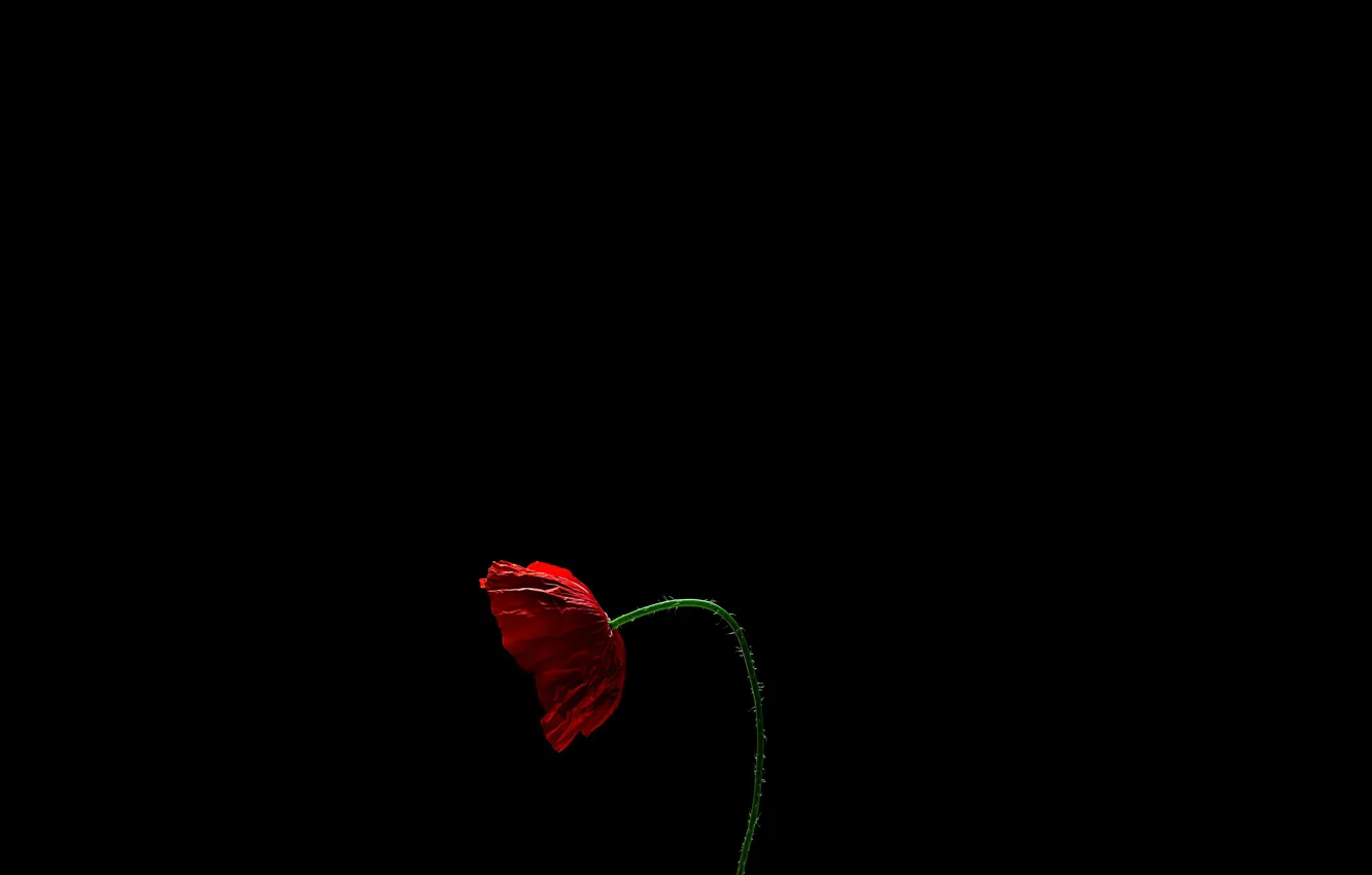 Photo wallpaper flower, background, Mac