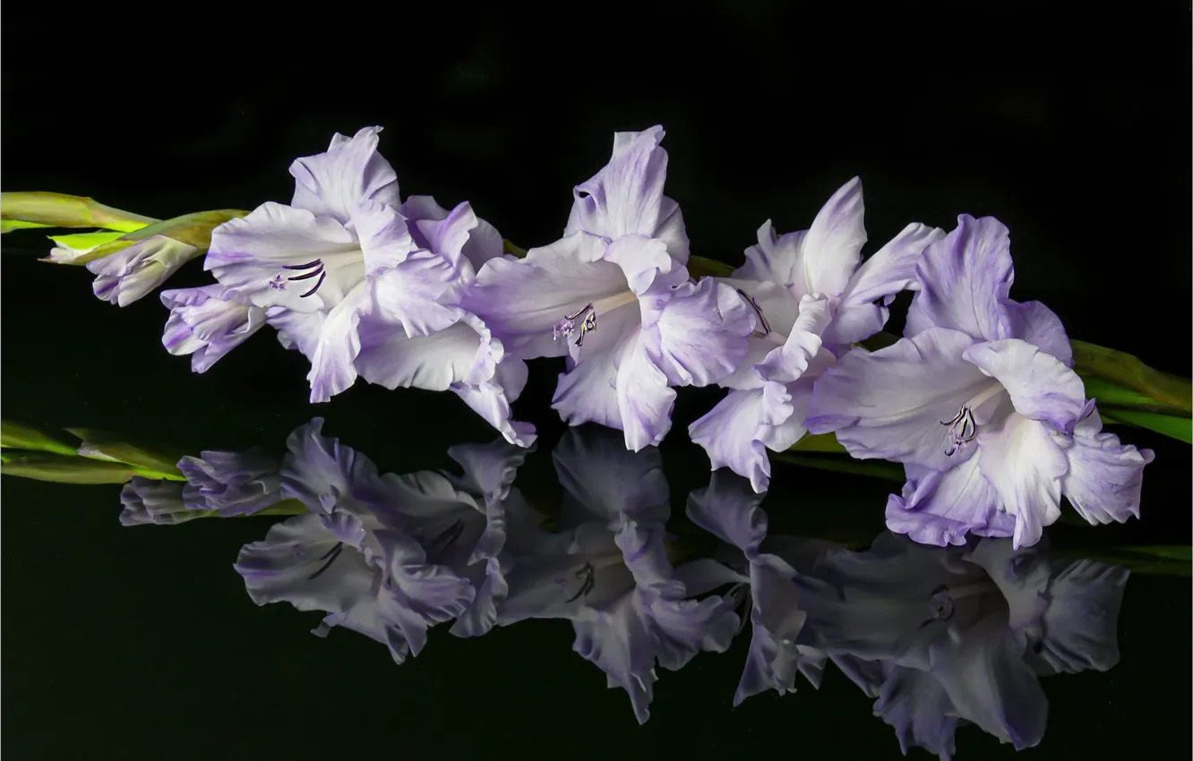 Photo wallpaper flowers, black background, gladiolus
