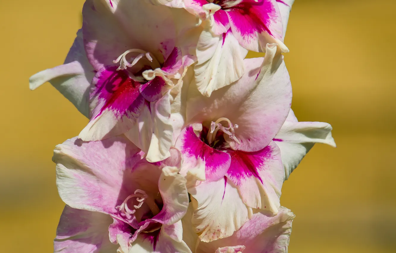 Photo wallpaper macro, flowers, nature, gladiolus