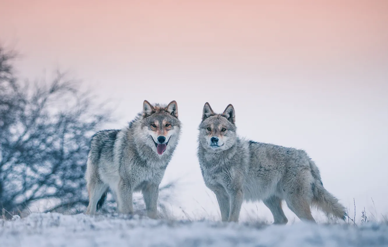 Photo wallpaper winter, wolves, bokeh