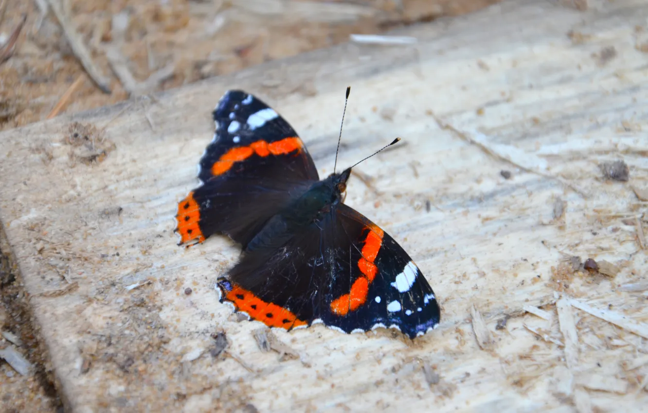 Photo wallpaper photo, butterfly, wings, insect, on earth, Admiral