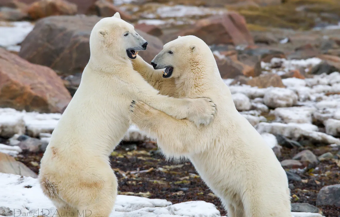 Photo wallpaper fight, polar bears, sparring