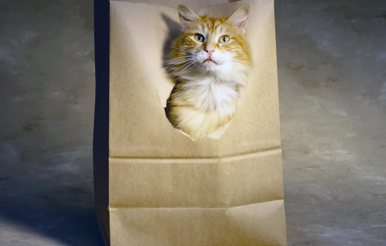 Photo wallpaper language, cat, head, hole, red, paper bag