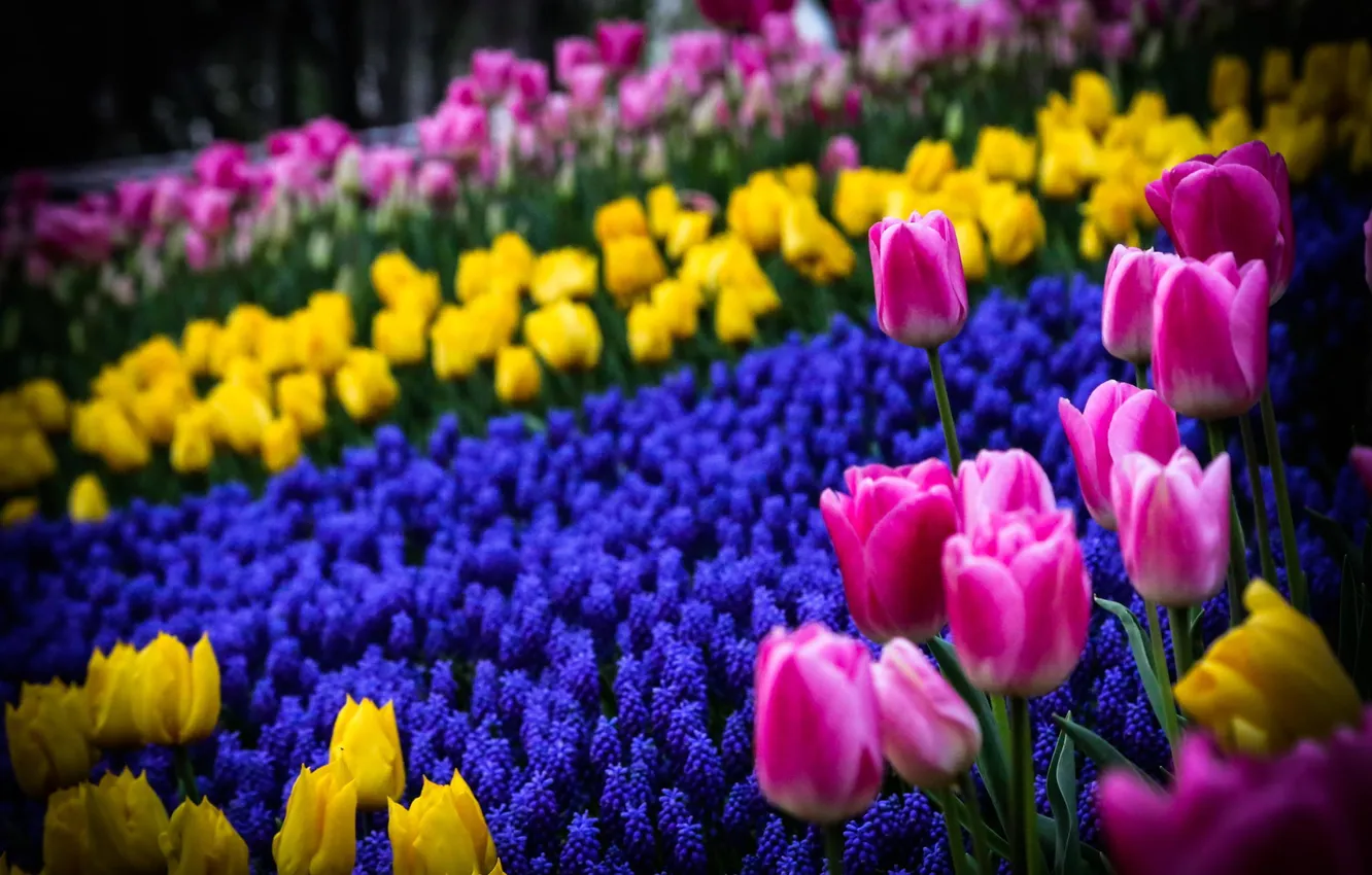 Photo wallpaper flowers, spring, yellow, tulips, pink, flowerbed, blue