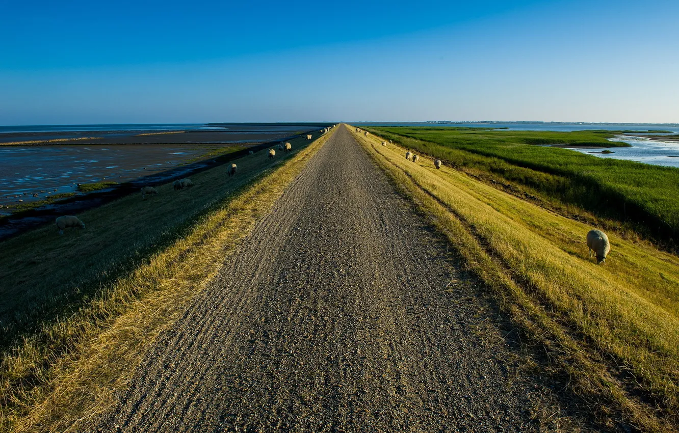 Photo wallpaper road, landscape, sheep