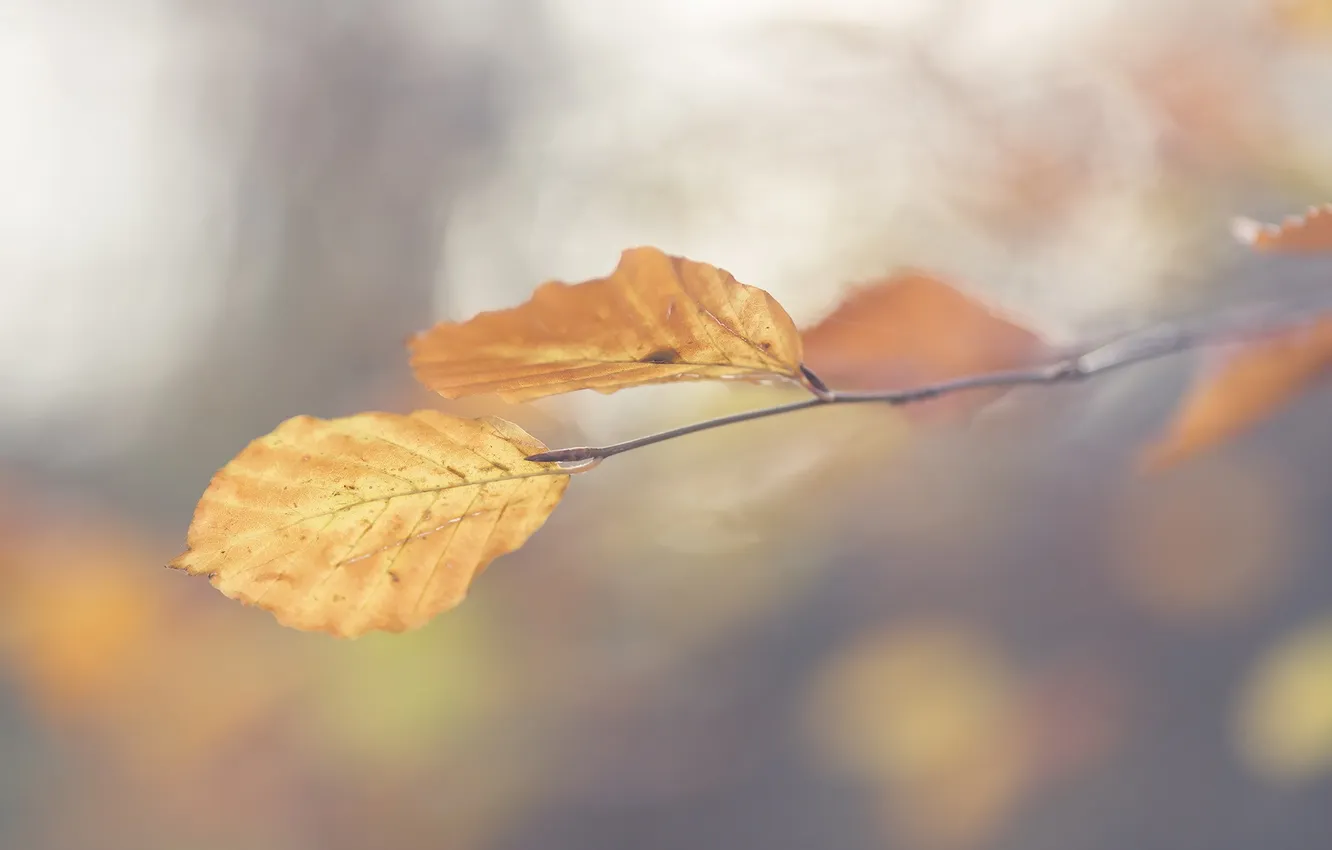 Photo wallpaper autumn, leaves, nature