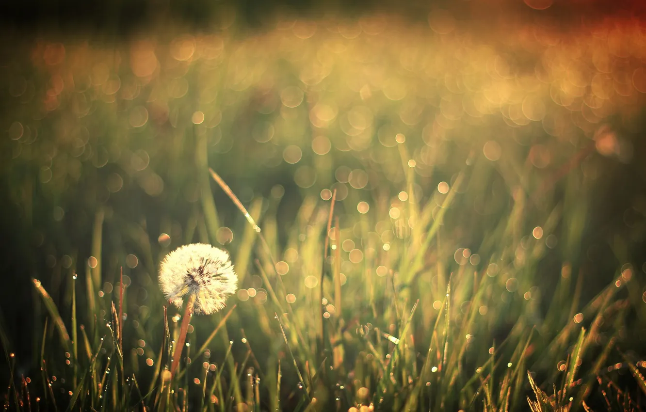 Photo wallpaper field, nature, dandelion