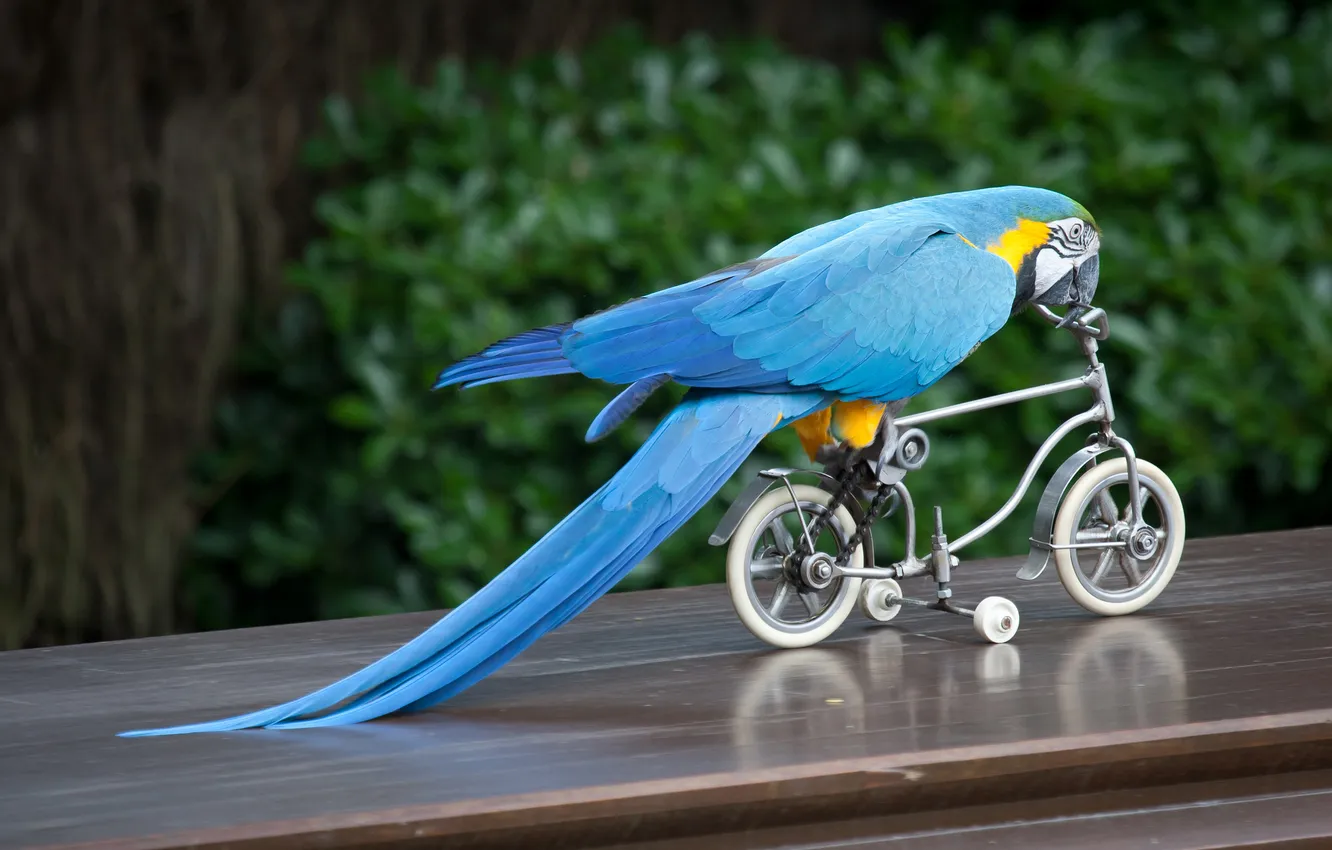 Photo wallpaper bike, bird, parrot, Ara
