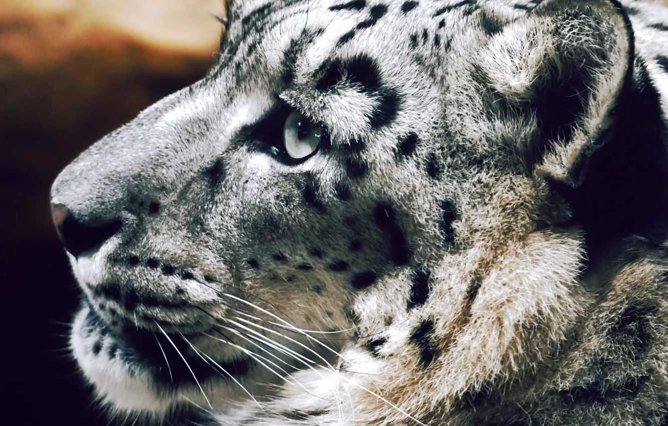 Photo wallpaper look, face, predator, snow leopard