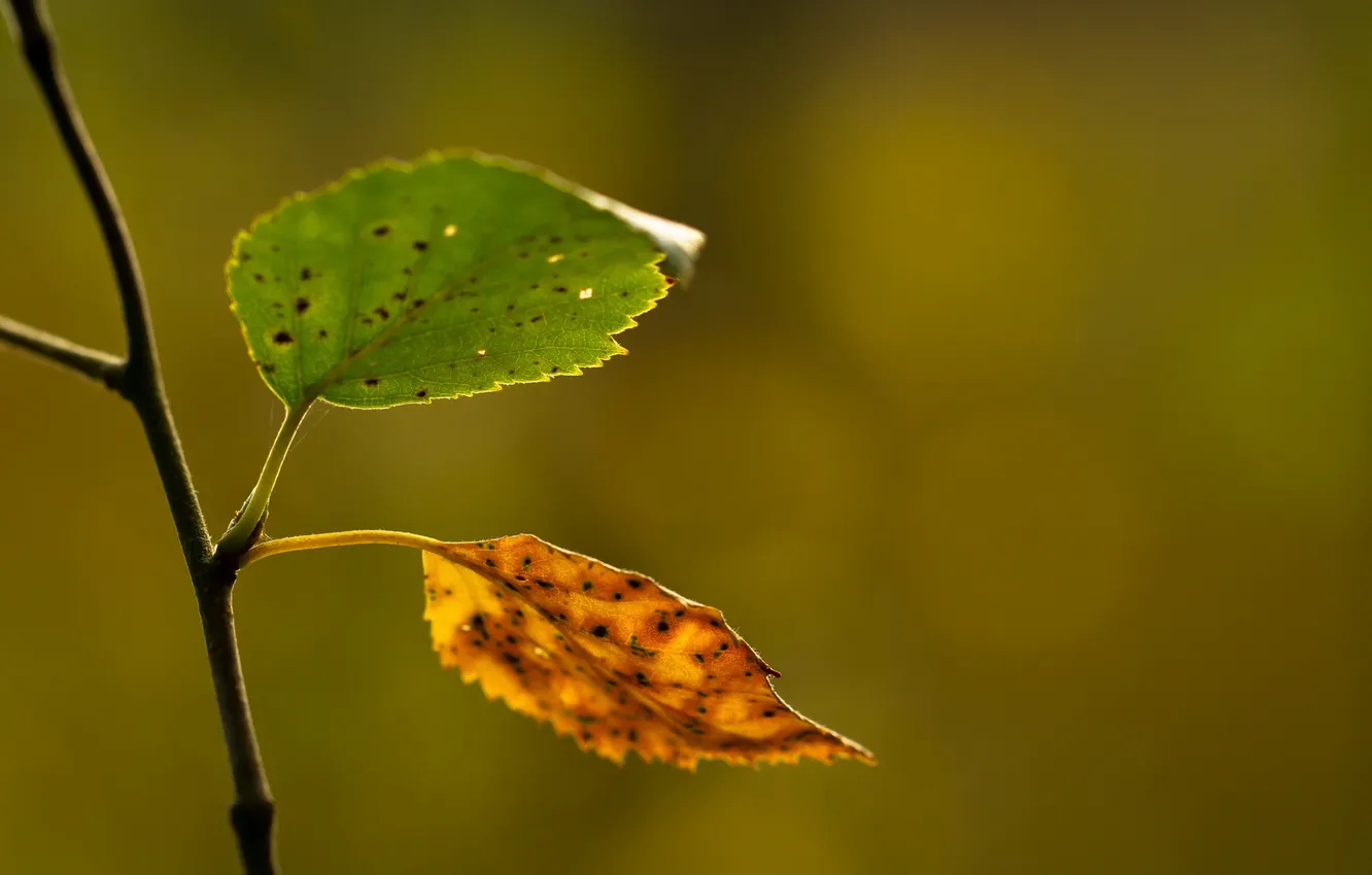 Photo wallpaper leaves, macro, branches