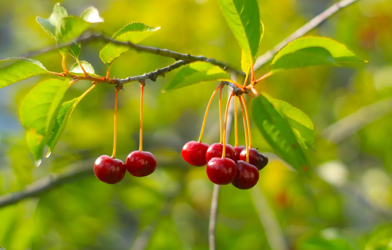 Photo wallpaper cherry, fruits, twig
