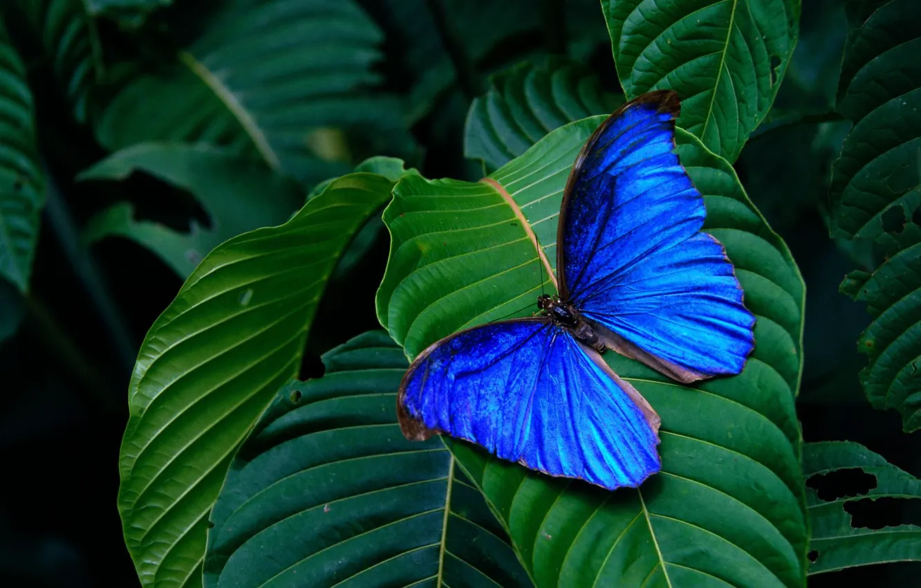 Photo wallpaper leaves, background, butterfly, wings, insect, green, blue