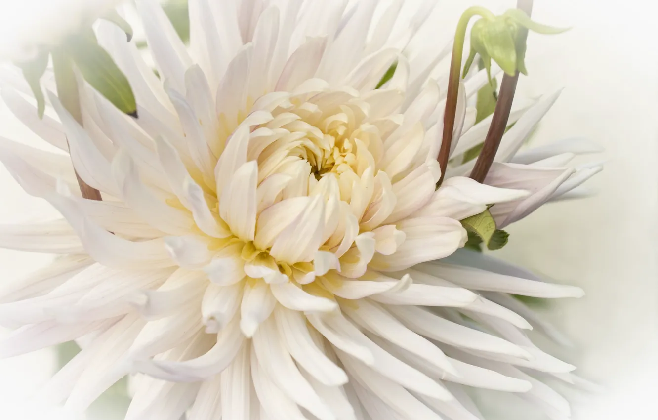 Photo wallpaper white, petals, buds, dahlias