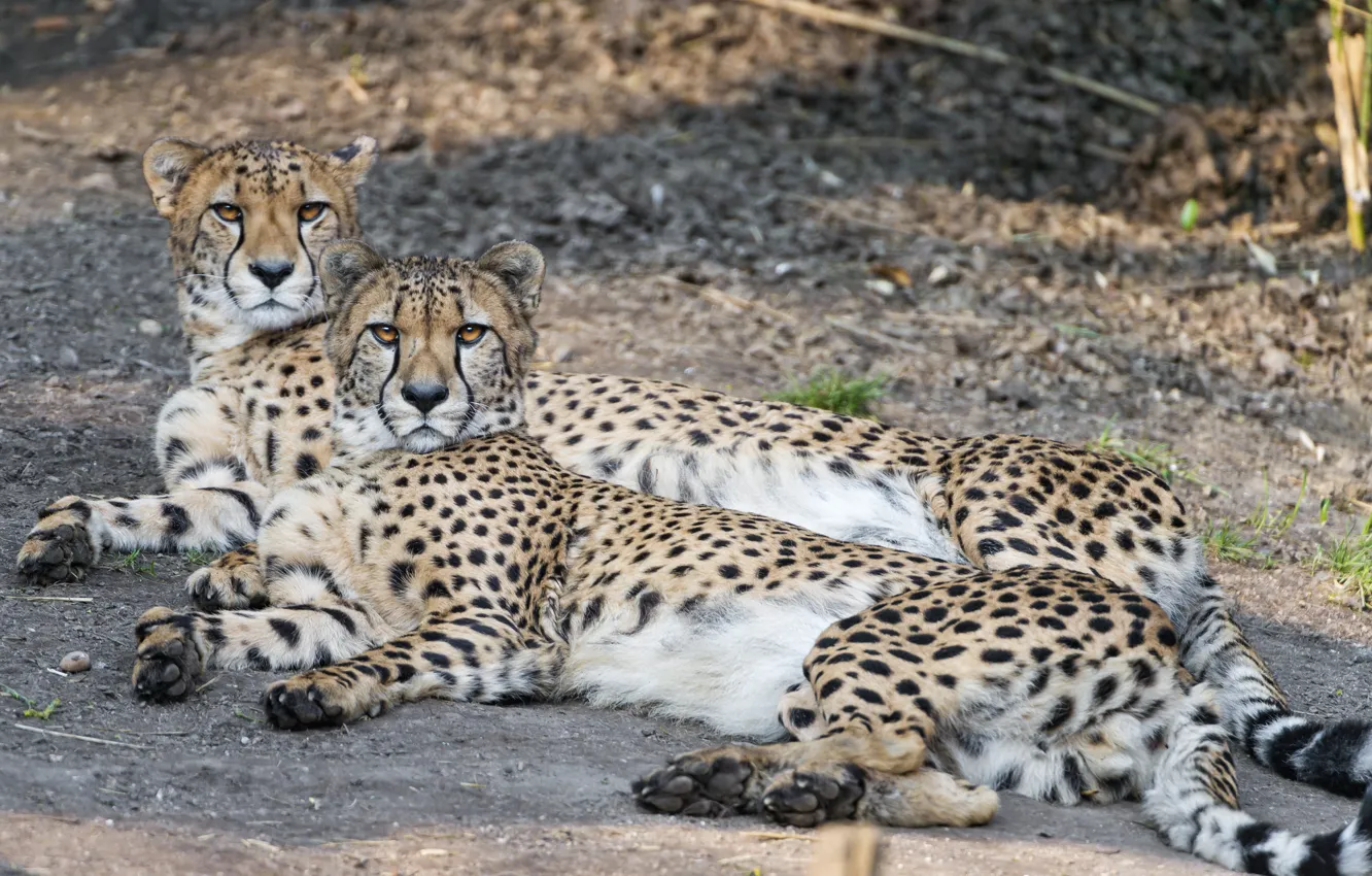Photo wallpaper cats, stay, pair, cheetahs