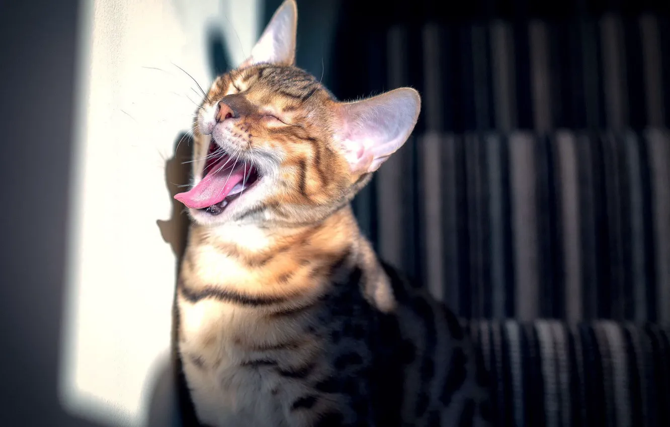 Photo wallpaper cat, the sun, mood, morning