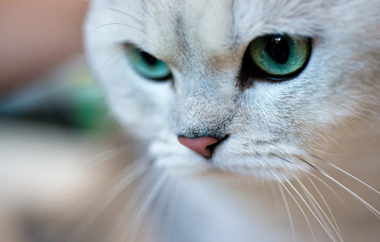 Photo wallpaper cat, cat, face, portrait, green eyes