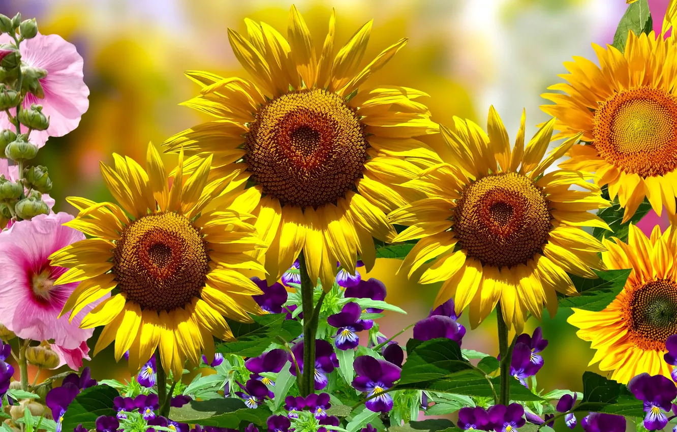 Photo wallpaper Flowers, Sunflowers, malwy, Bratki