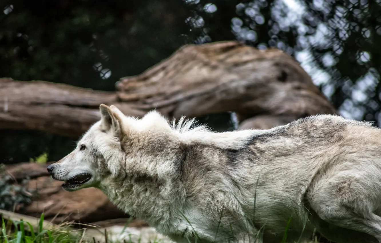 Photo wallpaper Predator, nature, snow, face, animal, wolf, canis lupus, wildlife