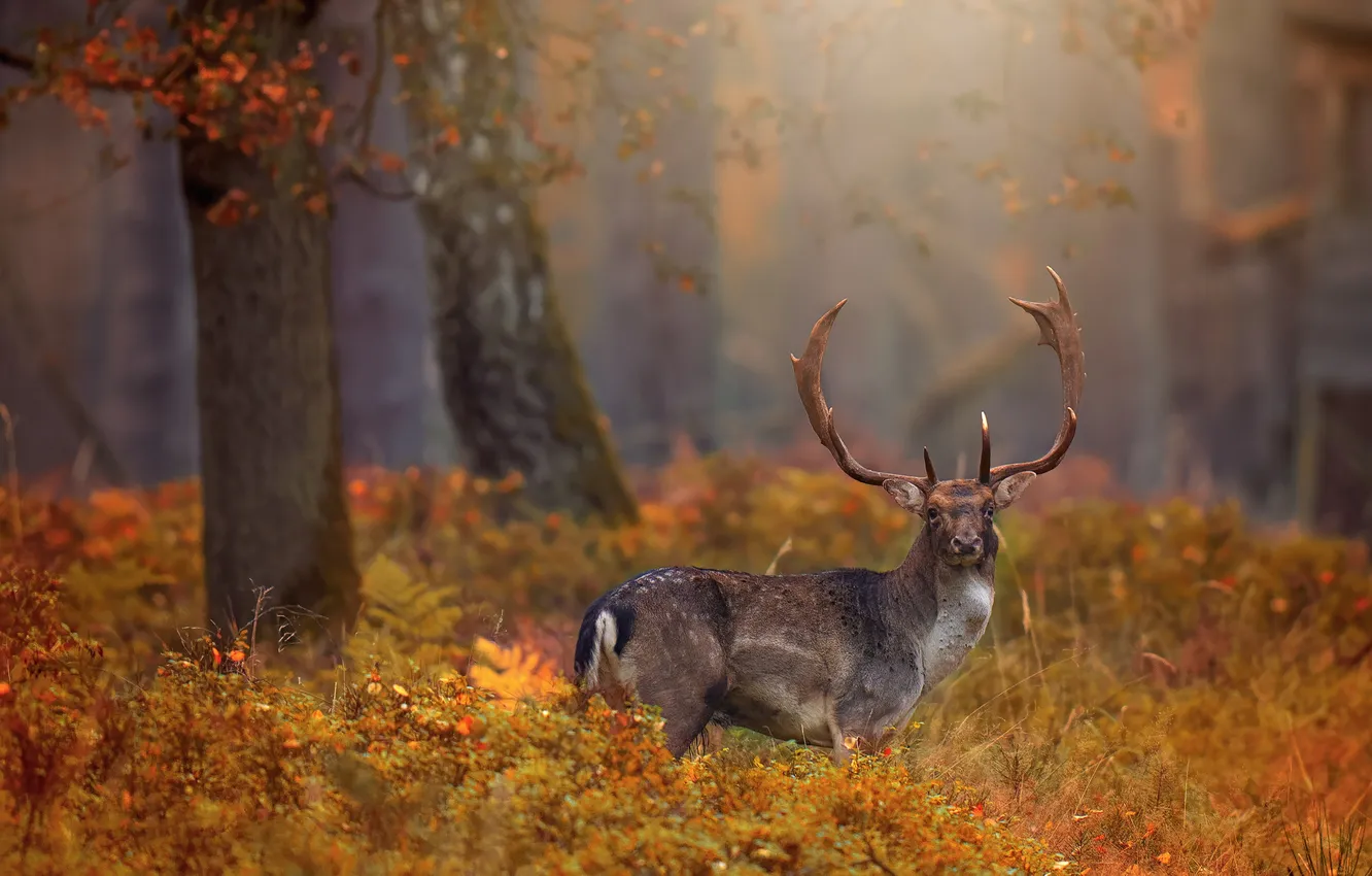 Photo wallpaper autumn, forest, trees, Park, thickets, deer, the bushes