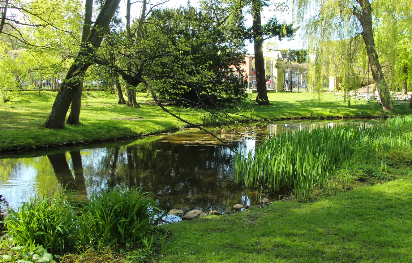 Photo wallpaper trees, park, spring, pond