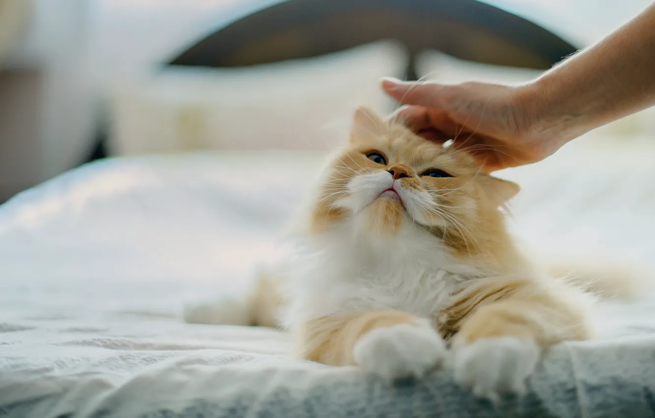 Photo wallpaper cat, cat, love, mood, bed, hand, weasel, Persian cat