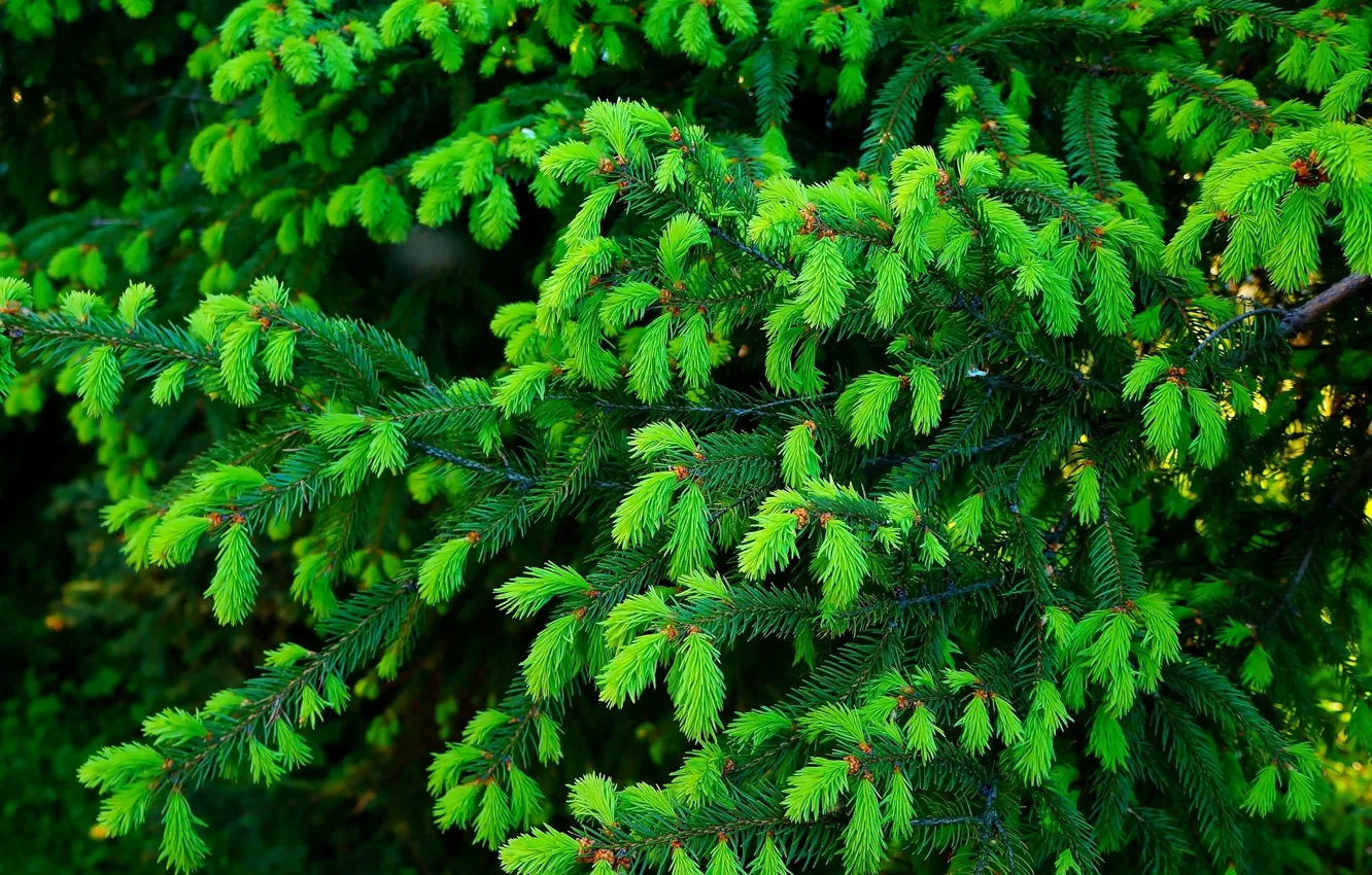 Photo wallpaper green, forest, pine, twig
