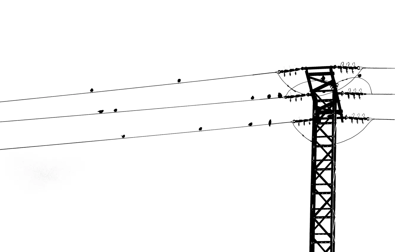 Photo wallpaper birds, song, power line