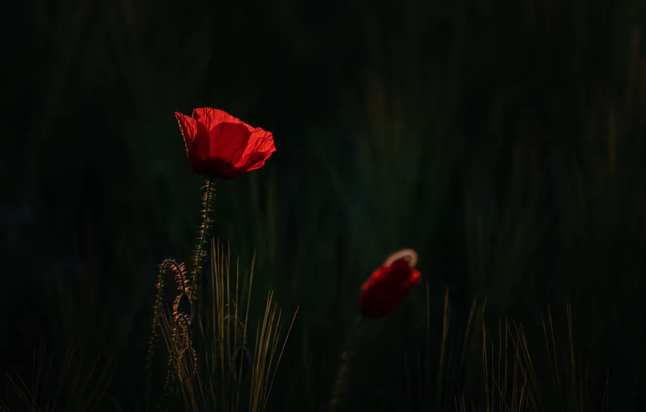 Photo wallpaper flowers, nature, Mac