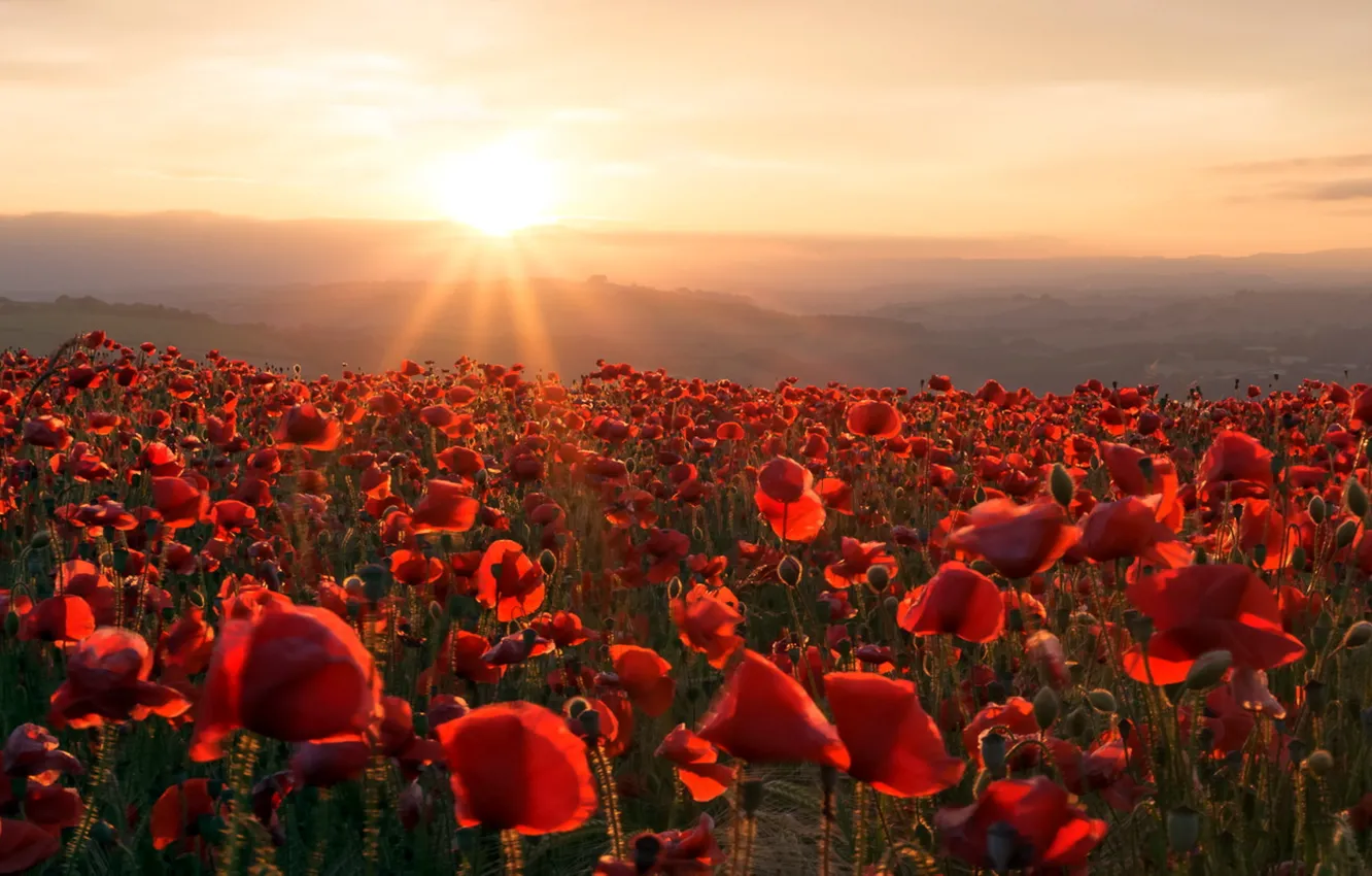 Photo wallpaper field, Maki, morning