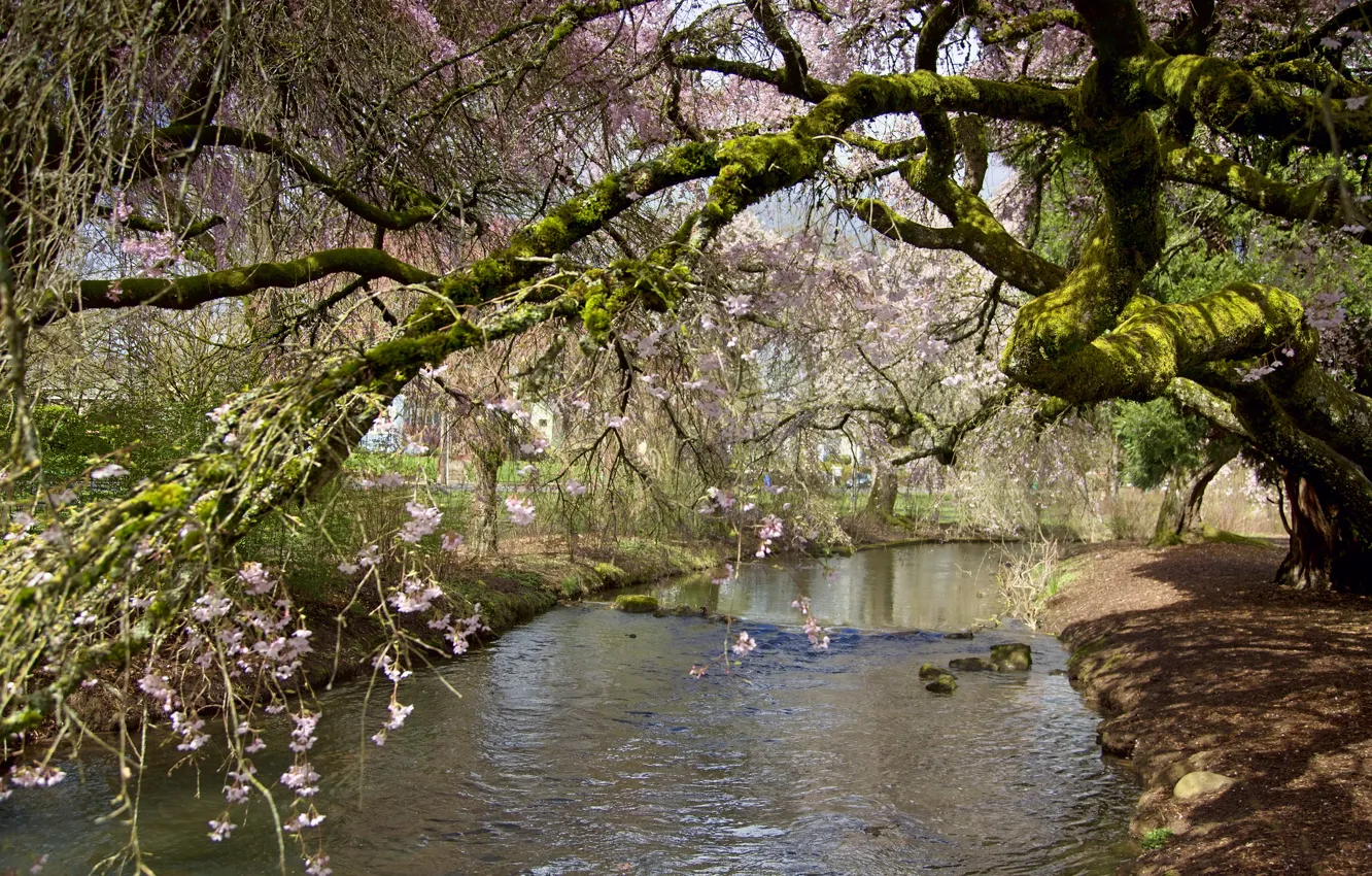 Photo wallpaper trees, branches, Park, stream, spring, flowering
