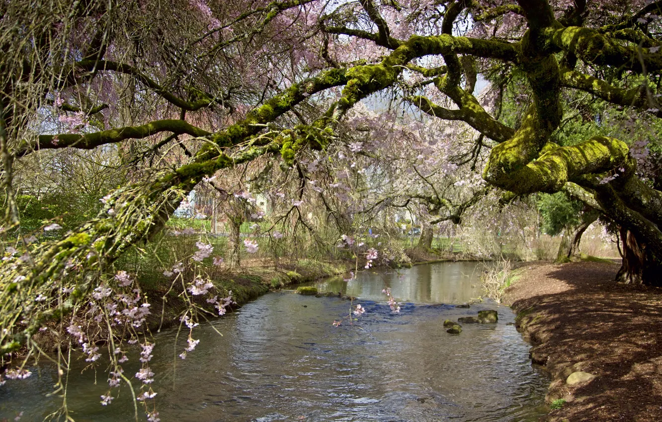 Photo wallpaper branches, Park, stream, tree, spring, flowering