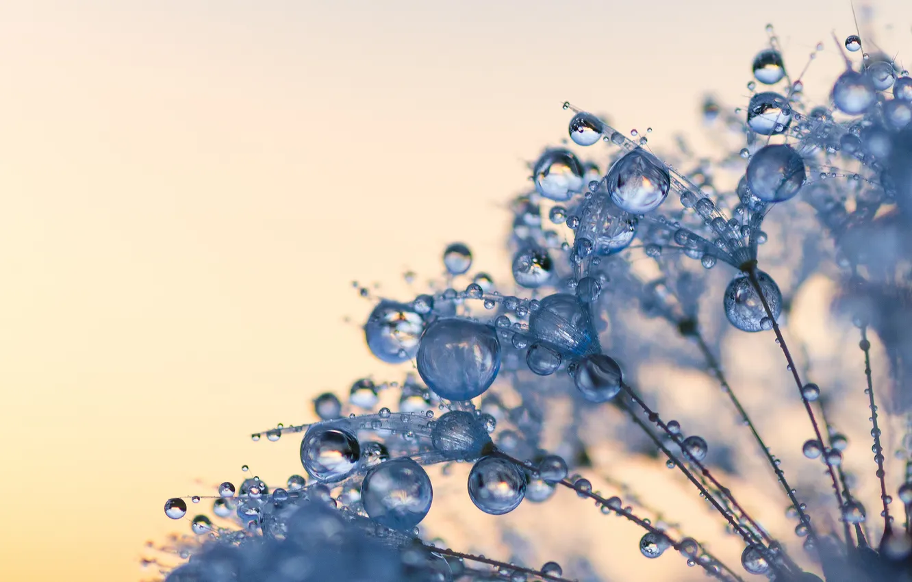 Photo wallpaper macro, sunrise, dandelion