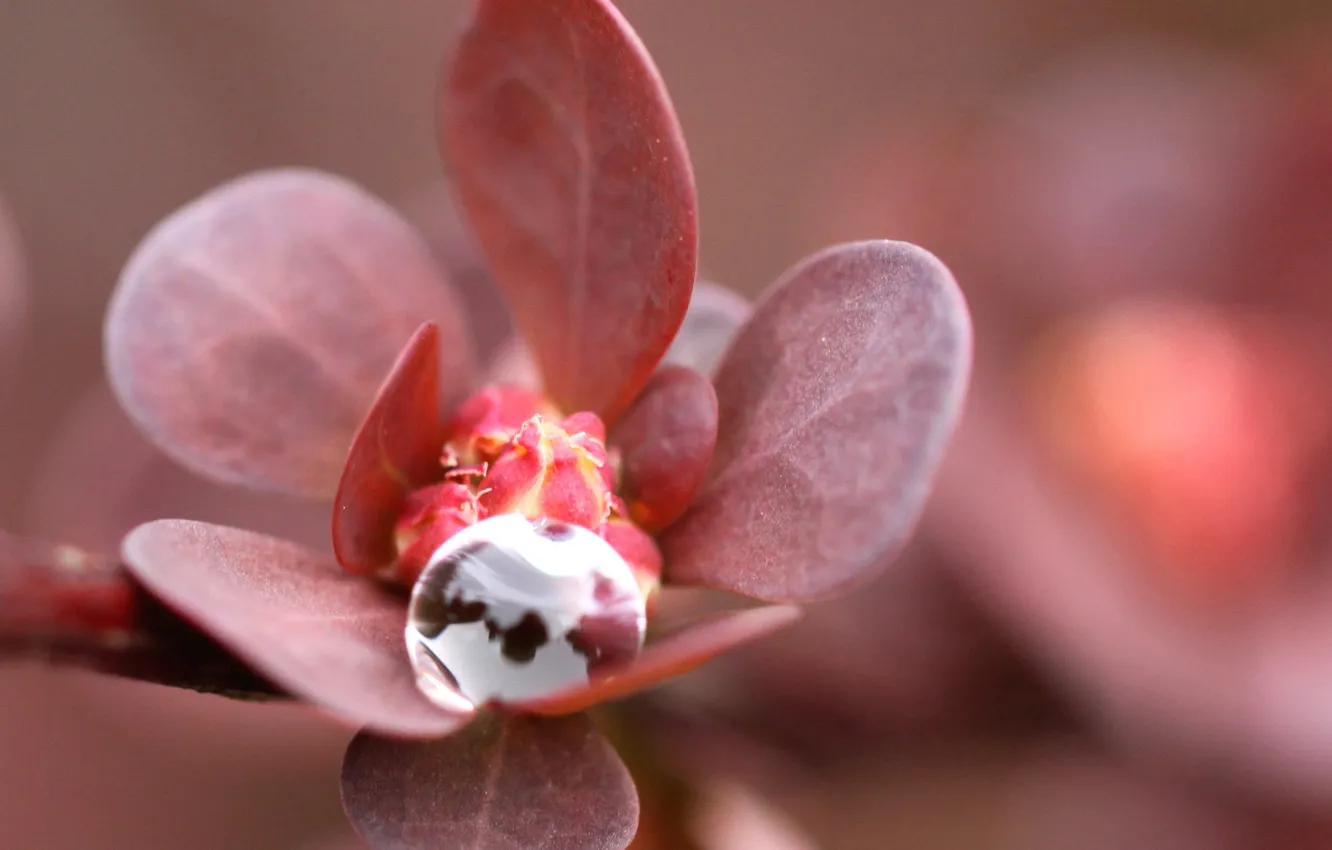 Photo wallpaper drops, macro, red, foliage, pink